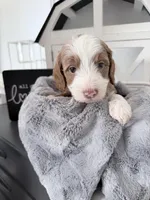 Red Ask Val Special, a male Miniature Bernedoodle for sale in Temecula, CA – Photo 2 of 10