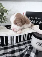 processed/d1fe4eb4-dea1-4ea3-a059-8632a2d779b6/listing/7887b3a5-8c1e-4949-8f8b-4c1571c6d342/4a666329-a0f1-4e57-b383-379760baaf07