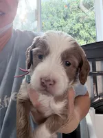 Red Ask Val Special, a male Miniature Bernedoodle for sale in Temecula, CA – Photo 5 of 10