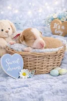 processed/d1fe4eb4-dea1-4ea3-a059-8632a2d779b6/listing/7887b3a5-8c1e-4949-8f8b-4c1571c6d342/81dd3e55-4e17-43c3-b838-ecd4b0500fbd