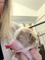 processed/d1fe4eb4-dea1-4ea3-a059-8632a2d779b6/listing/7887b3a5-8c1e-4949-8f8b-4c1571c6d342/9016cd90-c345-4149-80b2-3dfae09f8416