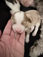 processed/d1fe4eb4-dea1-4ea3-a059-8632a2d779b6/listing/7887b3a5-8c1e-4949-8f8b-4c1571c6d342/d96cb440-78ad-43ed-b712-77ee9fe418cc