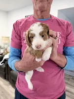 Red Ask Val Special, a male Miniature Bernedoodle for sale in Temecula, CA – Photo 1 of 10