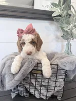 Moana Black tag, a female Miniature Bernedoodle and Miniature Goldendoodle for sale in Temecula, CA – Photo 2 of 3