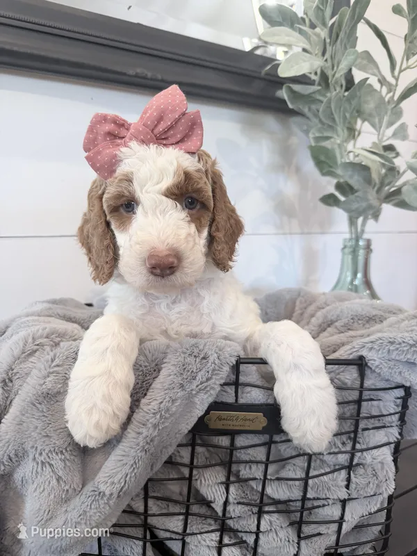 Moana Black tag – Miniature Bernedoodle, Miniature Goldendoodle puppy for sale in Temecula, CA