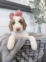 Moana Black tag, a female Miniature Bernedoodle and Miniature Goldendoodle for sale in Temecula, CA – Photo 1 of 3