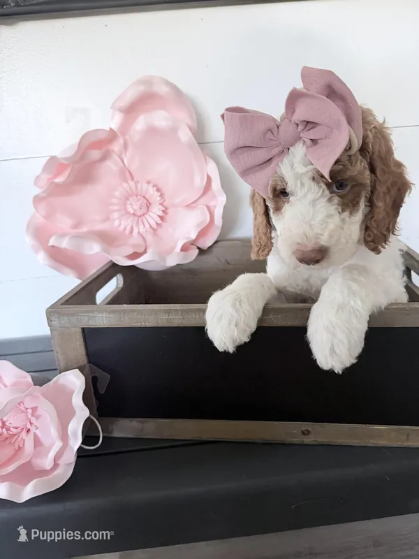 Easter Special Moana Black tag – Miniature Bernedoodle, Miniature Goldendoodle puppy for sale in Temecula, CA