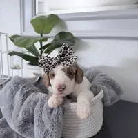 Moana Black tag, a female Golden Mountain Doodle for sale in Temecula, CA – Photo 2 of 2