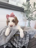 Moana Black tag, a female Miniature Bernedoodle and Miniature Goldendoodle for sale in Temecula, CA – Photo 3 of 3