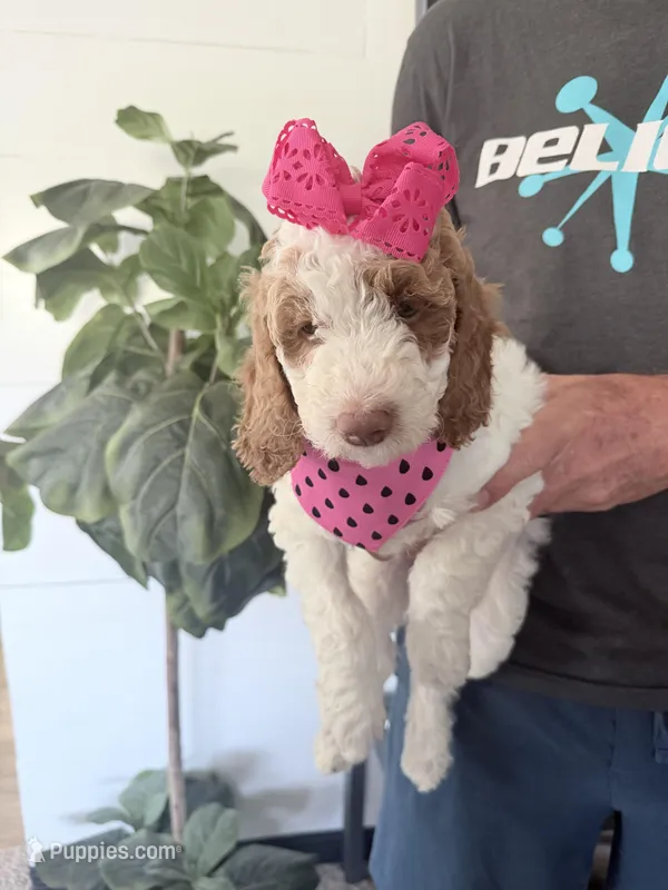 Easter Special Moana Black tag – Miniature Bernedoodle, Miniature Goldendoodle puppy for sale in Temecula, CA