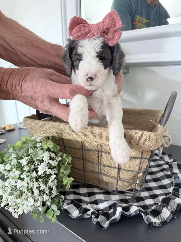 Hold Purple Tag, a female Miniature Bernedoodle for sale in Temecula, CA – Photo 1 of 3