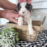 Purple Tag, a female Miniature Bernedoodle for sale in Temecula, CA – Photo 1 of 3