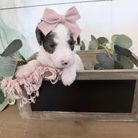 Purple Tag, a female Miniature Bernedoodle for sale in Temecula, CA – Photo 2 of 3