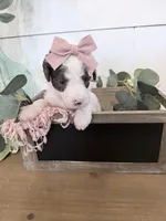 Hold Purple Tag, a female Miniature Bernedoodle for sale in Temecula, CA – Photo 2 of 3