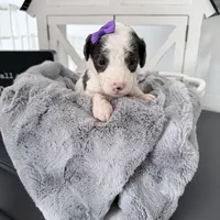 Purple Tag, a female Miniature Bernedoodle for sale in Temecula, CA – Photo 3 of 3