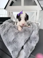 Hold Purple Tag, a female Miniature Bernedoodle for sale in Temecula, CA – Photo 3 of 3