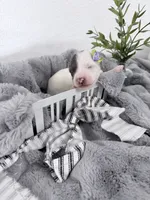 Black Bambi TINY Hold, a female Miniature Bernedoodle for sale in Temecula, CA – Photo 2 of 5