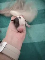 Black Bambi TINY Hold, a female Miniature Bernedoodle for sale in Temecula, CA – Photo 5 of 5