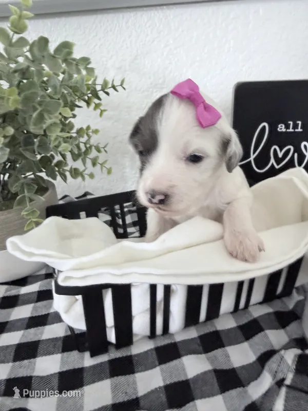 Black Bambi TINY Hold