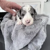 Hold Merle Color, a male Miniature Bernedoodle for sale in Temecula, CA – Photo 5 of 9