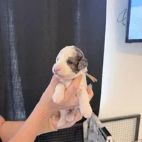 Hold Merle Color, a male Miniature Bernedoodle for sale in Temecula, CA – Photo 6 of 9