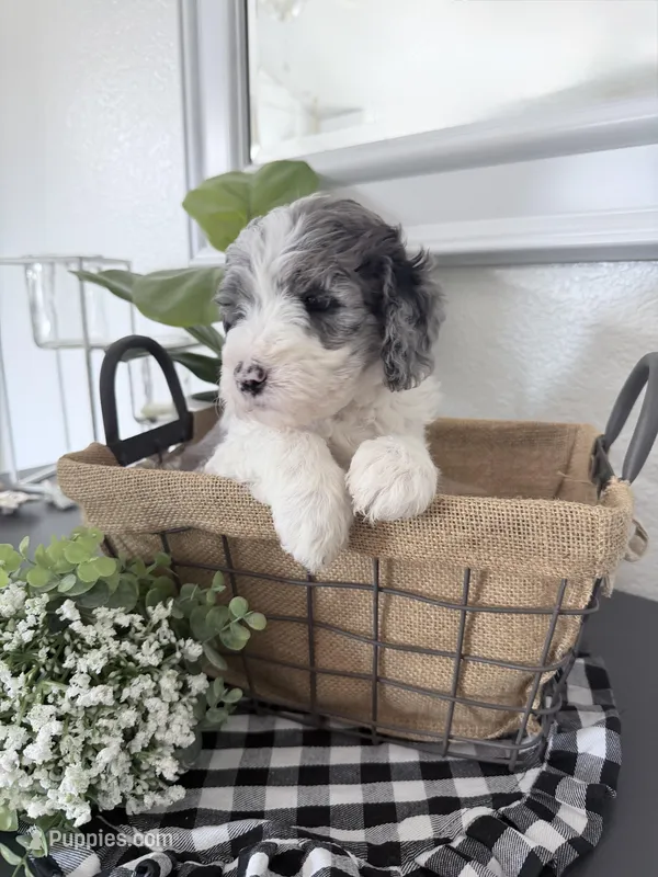 Brown Tag Merle Color