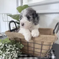 Hold Merle Color, a male Miniature Bernedoodle for sale in Temecula, CA – Photo 1 of 9