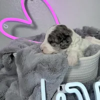 Hold Merle Color, a male Miniature Bernedoodle for sale in Temecula, CA – Photo 8 of 9