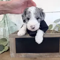 Hold Merle Color, a male Miniature Bernedoodle for sale in Temecula, CA – Photo 2 of 9