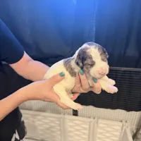 Hold Merle Color, a male Miniature Bernedoodle for sale in Temecula, CA – Photo 9 of 9