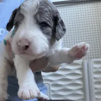 Hold Merle Color, a male Miniature Bernedoodle for sale in Temecula, CA – Photo 7 of 9