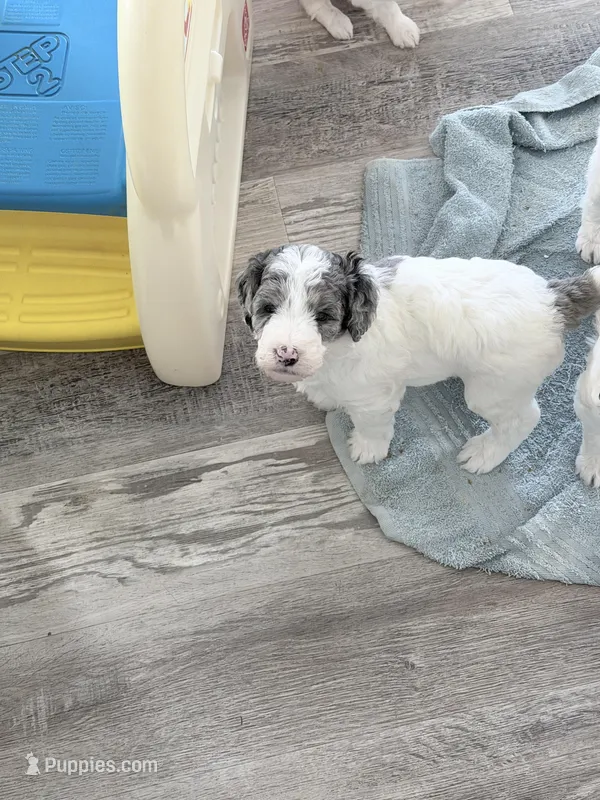 Brown Tag Merle Color