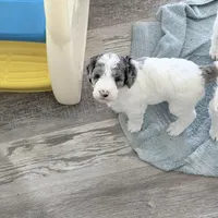 Hold Merle Color, a male Miniature Bernedoodle for sale in Temecula, CA – Photo 3 of 9