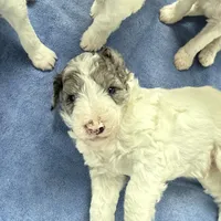 Hold Merle Color, a male Miniature Bernedoodle for sale in Temecula, CA – Photo 4 of 9