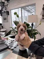 Blue Hold, a male Miniature Bernedoodle for sale in Temecula, CA – Photo 3 of 10