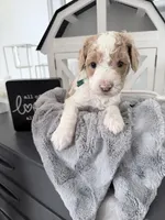 Blue Hold, a male Miniature Bernedoodle for sale in Temecula, CA – Photo 1 of 10