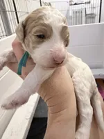 processed/d1fe4eb4-dea1-4ea3-a059-8632a2d779b6/listing/a7177e9c-642e-4a9e-933e-05e5e3cb4f86/365d42cc-b98c-4c66-8af4-f4f4cfe5cee2