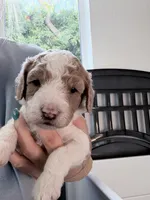 Blue Hold, a male Miniature Bernedoodle for sale in Temecula, CA – Photo 4 of 10