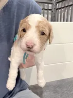 processed/d1fe4eb4-dea1-4ea3-a059-8632a2d779b6/listing/a7177e9c-642e-4a9e-933e-05e5e3cb4f86/475af304-9fde-4ad5-9a77-382828f3c1ac