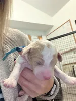 processed/d1fe4eb4-dea1-4ea3-a059-8632a2d779b6/listing/a7177e9c-642e-4a9e-933e-05e5e3cb4f86/4b25f73d-3504-4a86-8f4b-5f0791db9a95