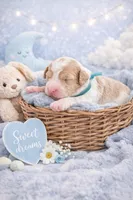 processed/d1fe4eb4-dea1-4ea3-a059-8632a2d779b6/listing/a7177e9c-642e-4a9e-933e-05e5e3cb4f86/76c0239e-5428-46f7-9e44-e61ad7384cb9