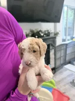 Blue Hold, a male Miniature Bernedoodle for sale in Temecula, CA – Photo 2 of 10