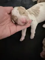 processed/d1fe4eb4-dea1-4ea3-a059-8632a2d779b6/listing/a7177e9c-642e-4a9e-933e-05e5e3cb4f86/edace8d6-66c0-4499-8f11-bf487d2a8eaa