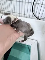 Pink Arial TINY Merle, a female Miniature Bernedoodle for sale in Temecula, CA – Photo 8 of 8