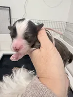 Pink Arial TINY Merle, a female Miniature Bernedoodle for sale in Temecula, CA – Photo 6 of 8