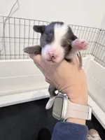 Pink Arial TINY Merle, a female Miniature Bernedoodle for sale in Temecula, CA – Photo 2 of 8