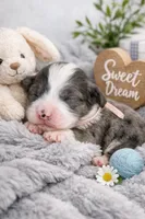 Pink Arial TINY Merle, a female Miniature Bernedoodle for sale in Temecula, CA – Photo 3 of 8