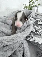 Pink Arial TINY Merle, a female Miniature Bernedoodle for sale in Temecula, CA – Photo 5 of 8