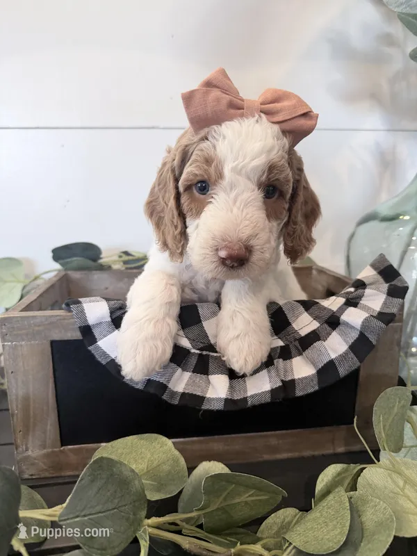 Merida, – Golden Mountain Doodle puppy for sale in Temecula, CA