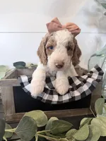 Hold Merida, a female Golden Mountain Doodle for sale in Temecula, CA – Photo 1 of 2